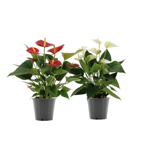 Anthurium 12 cm Red & White mix in transparant sleeve
