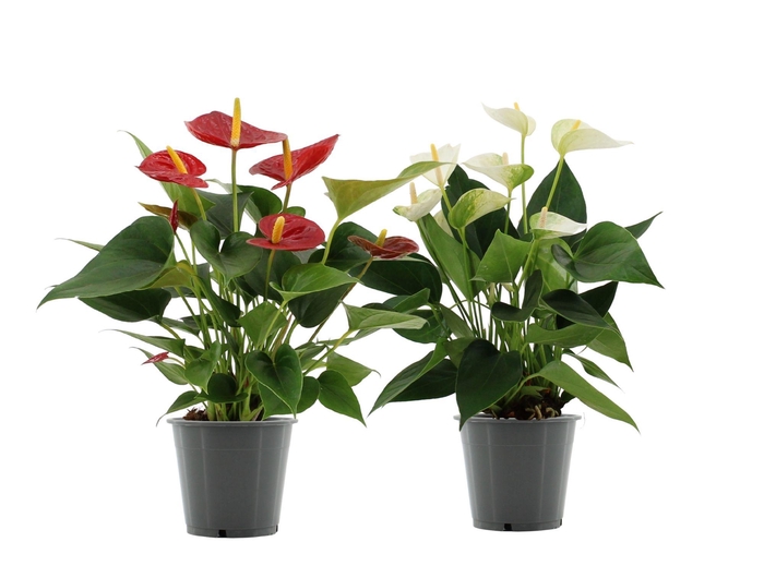 <h4>Anthurium 12 cm Red & White mix in transparant sleeve</h4>