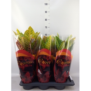 Codiaeum var. GR 'Petra'