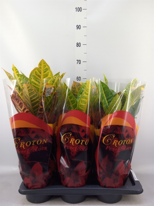<h4>Codiaeum var. GR 'Petra'</h4>