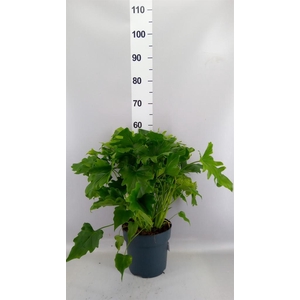 Philodendron bipinn. 'Little Hope'