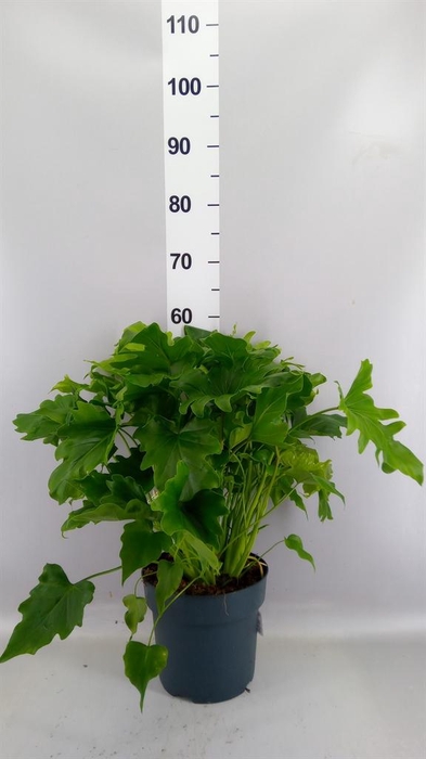 <h4>Philodendron bipinn. 'Little Hope'</h4>