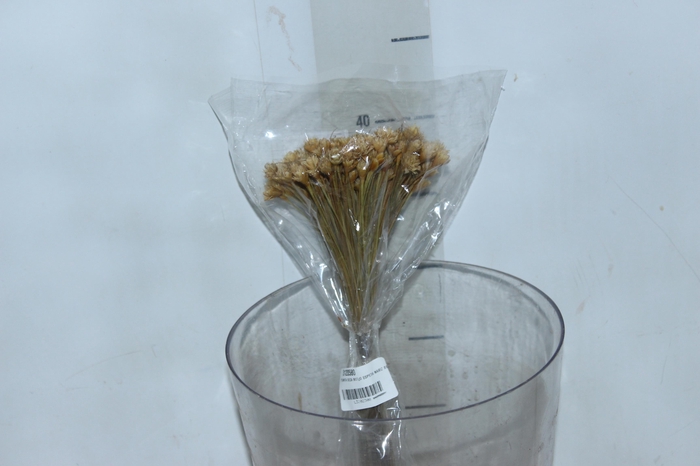 <h4>PLANTA SECA BOT¿O ESPETA NARIZ BEGE 50CM</h4>