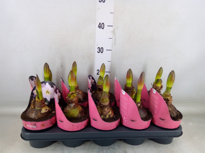 <h4>Hippeastrum DI 'Picotee'</h4>