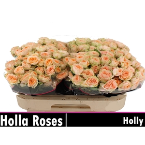 R Tr Holly