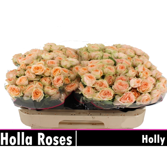 <h4>Holly</h4>