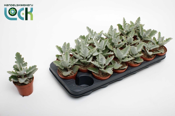 <h4>KALANCHOE BEHARENSIS</h4>