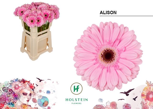 <h4>Gerbera Alison</h4>