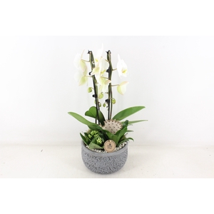 arr2 PL - Ker. barok grijs x2 phal. cascade