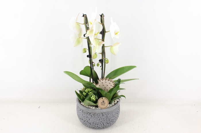 <h4>arr2 PL - Ker. barok grijs x2 phal. cascade</h4>
