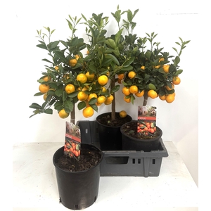CITR MICROCARPA