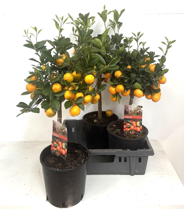 <h4>CITR MICROCARPA</h4>