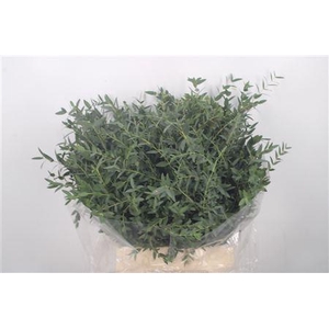 Euc Parvifolia Per Bunch 150 Gram Ex