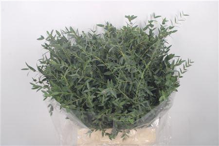 <h4>Euc Parvifolia Per Bunch 150 Gram Ex</h4>