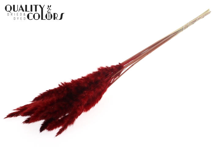 Fluffy Pampas 10pc/bunch Red
