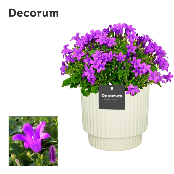 <h4>Campanula Porto LL Decorum Ivy</h4>