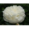 Paeonia Edens Temptation