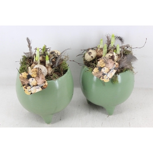 arr4 Narcis MB - Ker. pot pootjes groen x4