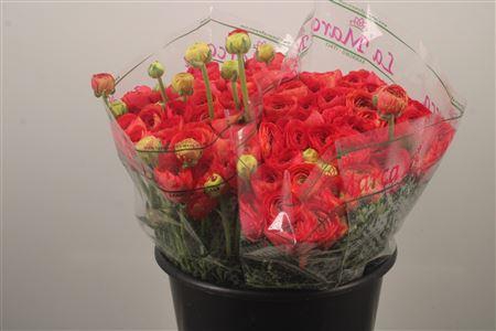 <h4>Ran. Su Red 302 Sec X50</h4>