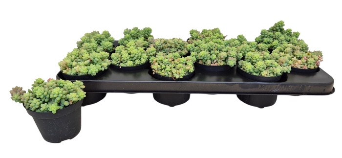 <h4>SEDUM BURRITO</h4>