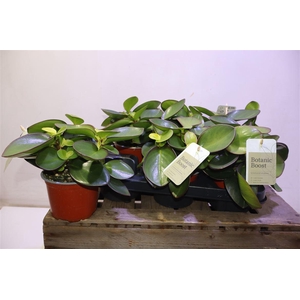 arr8 Pep Clus Red Margin