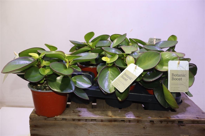 <h4>arr8 Pep Clus Red Margin</h4>