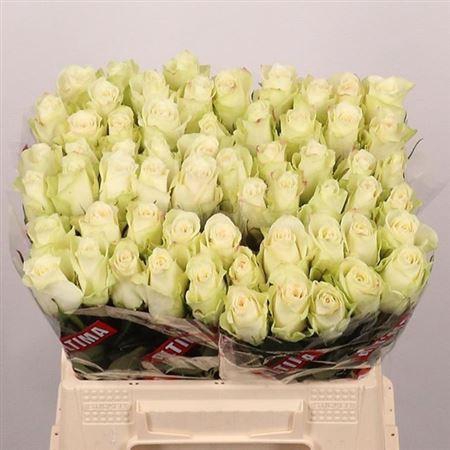 <h4>R Gr Athena</h4>