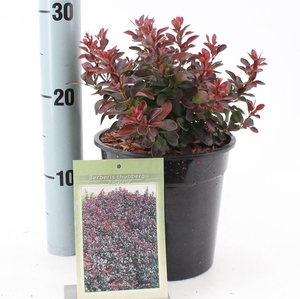 Berberis thunbergii Bagatelle