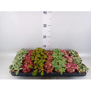 Fittonia   ...mix 7