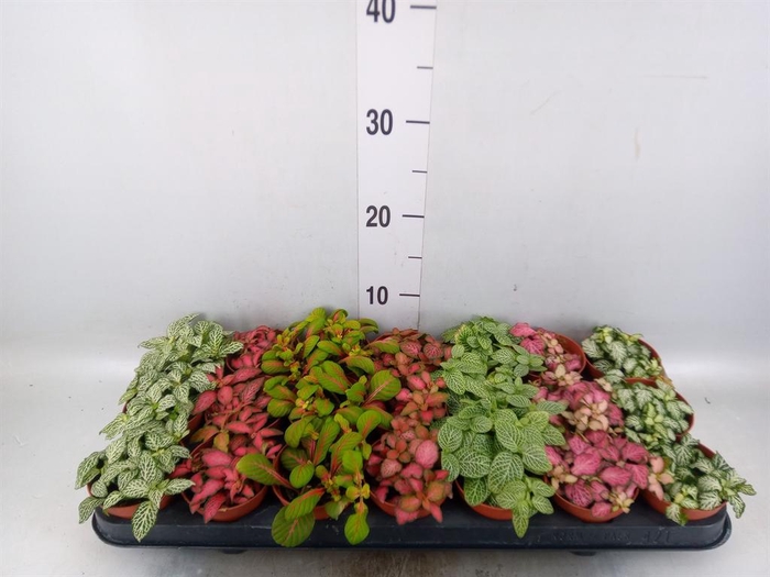 <h4>Fittonia   ...mix 7</h4>