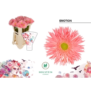 Gerbera Spider Emotion Water