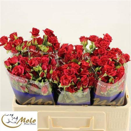 <h4>R Tr Mirabel</h4>