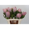 Protea Cynaroides