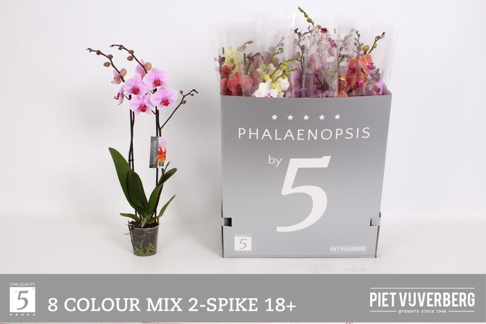 <h4>PHAL GEM 8 KL</h4>