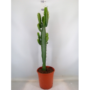 Euphorbia   ...