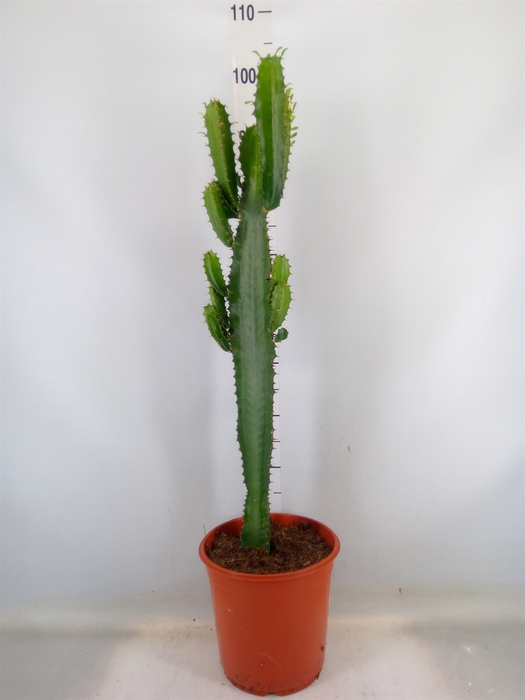 <h4>Euphorbia   ...</h4>