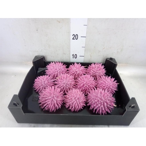 Cucumis hirsitus .../stuk