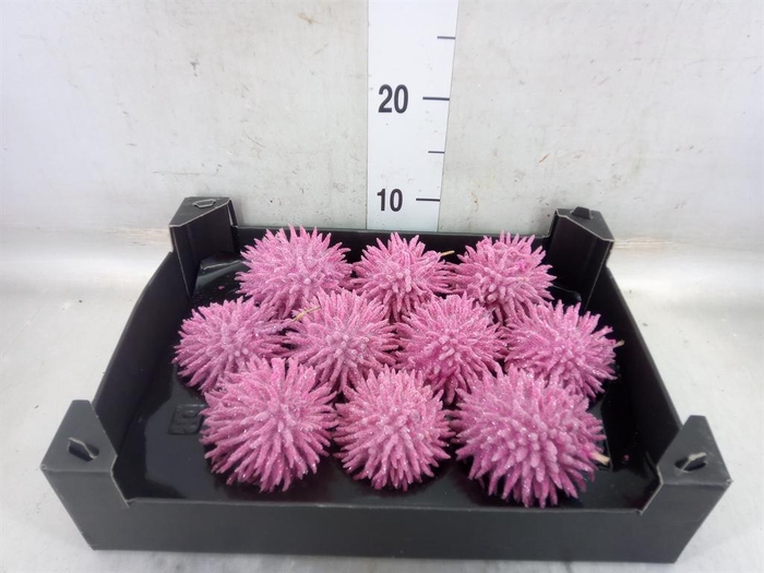 <h4>Cucumis hirsitus .../stuk</h4>