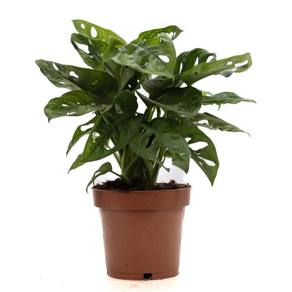 <h4>Monstera Adansonii P&PURE Collection</h4>