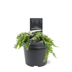 Tsuga canadensis 'Cole's Prostrate'