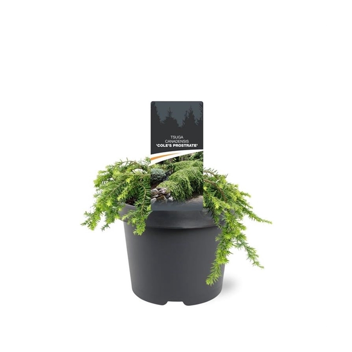 <h4>Tsuga canadensis 'Cole's Prostrate'</h4>