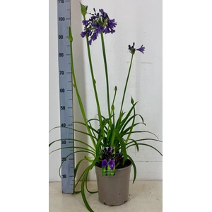 Agapanthus (Funnel Grp) Poppin Purp