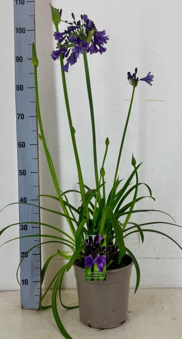 <h4>Agapanthus (Funnel Grp) Poppin Purp</h4>