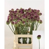Allium Sphaerocephal (kogel)