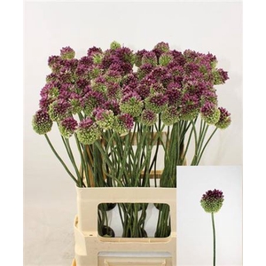 Allium Sphaerocephal (kogel)