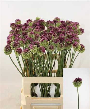<h4>Allium Sphaerocephal (kogel)</h4>