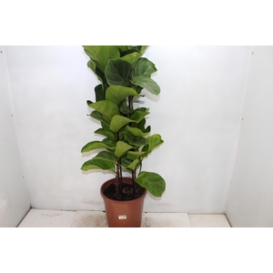 FICUS LYRATA BAMBINO P24 COMPACTO