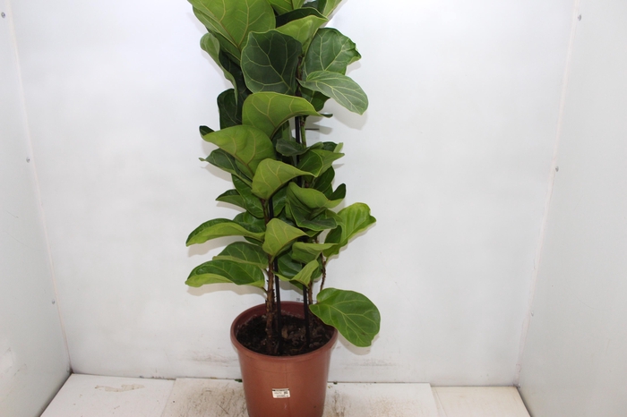 <h4>FICUS LYRATA BAMBINO P24 COMPACTO</h4>