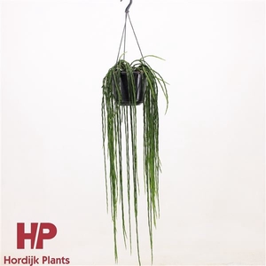 RHIPSALIS PARADOXA