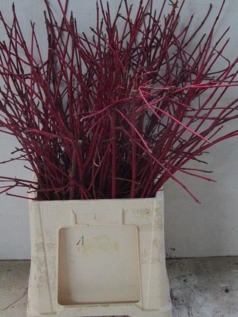 <h4>CORNUS ALBA SIBIRICA</h4>